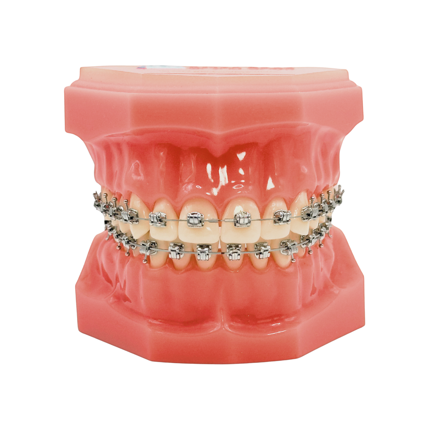 Passive Self-Ligating Bracket Typodont Damon Q