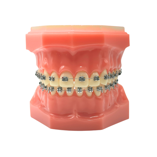 Lucchesi-Sub-Slot-Brackets-Typodont-Dental-Orthodontic-Teeth-Model