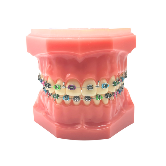 Mini-Twin-Bracket-Typodont-Dental-Orthodontic-Teeth-Model-Tooth