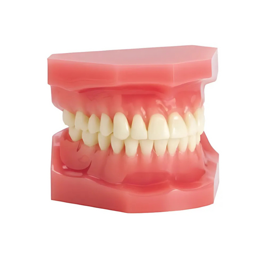 Plain Dental Typodont Unbonded