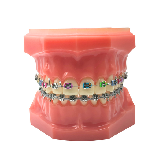 Standard-Twin-Typodont-Dental-Orthodontic-Teeth-Tooth-Model