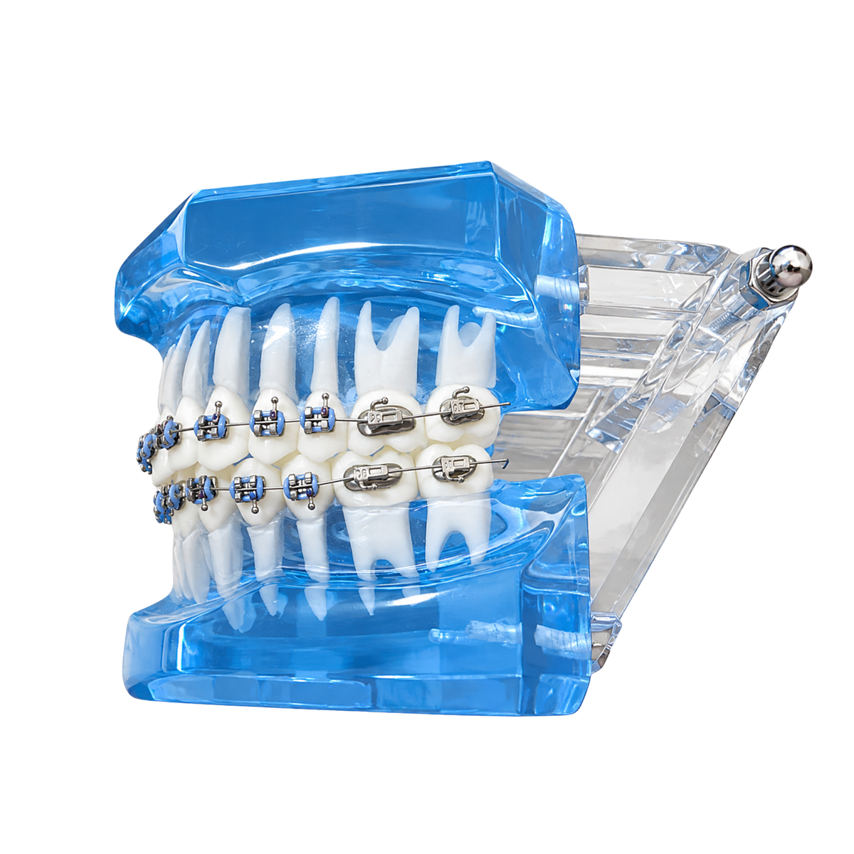 Transparent-Blue-Dental-Model-Typodont-With-Twin-Brackets-Braces-Side