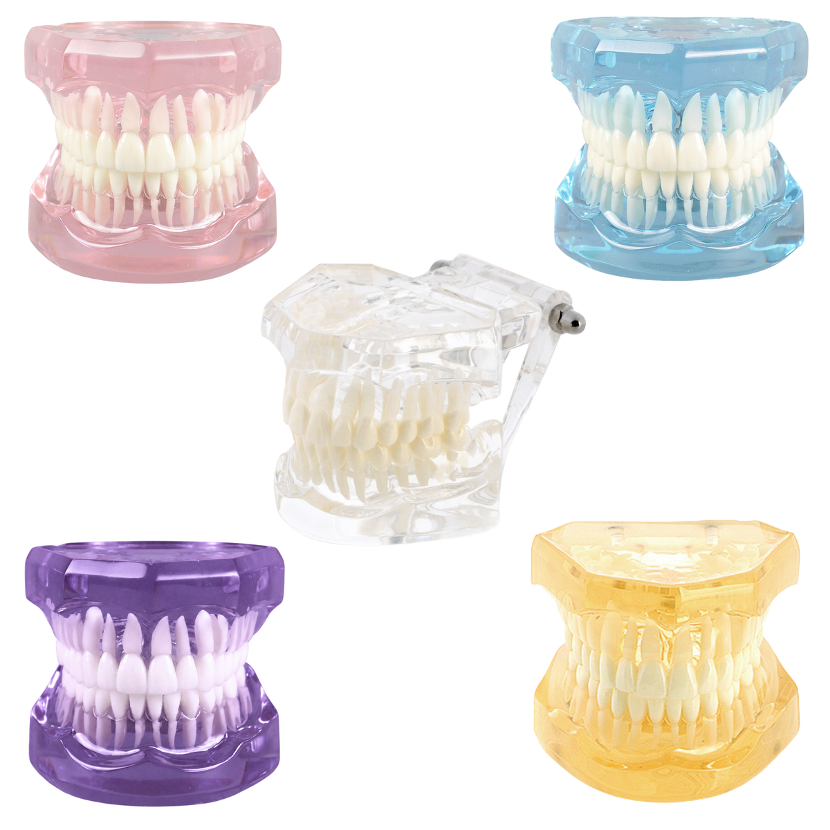 Transparent-Group-Dental-Model-Typodont
