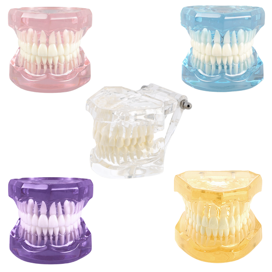 Transparent-Group-Dental-Model-Typodont