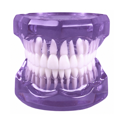 Transparent-Purple-Dental-Model-Typodont